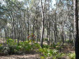 Album: Ocala National Forest
